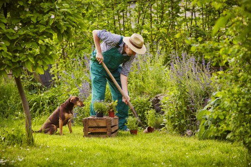Healthy trees maintained by Blackheath experts