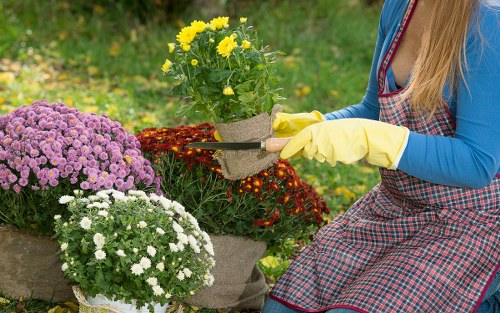 Professional garden maintenance services in action in Blackheath