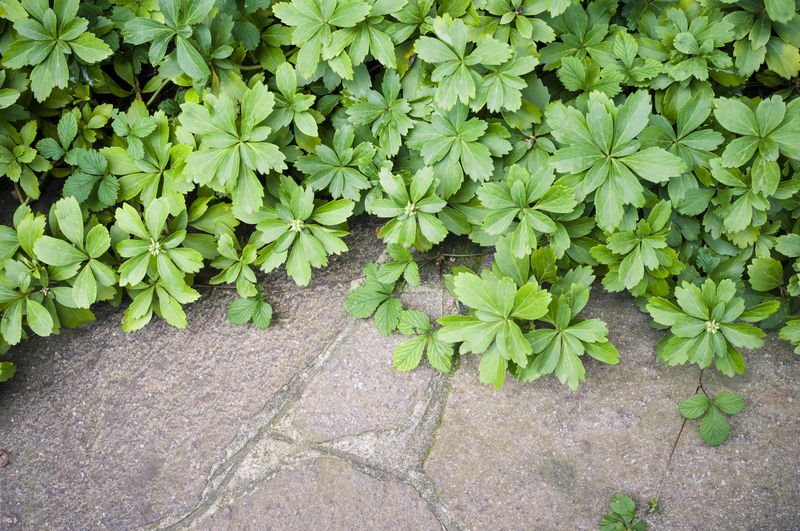 Soften Your Borders: Tall-Potted Plants That Add Beauty and Peace to Your Outdoors