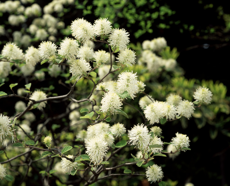 Soften Your Borders: Tall-Potted Plants That Add Beauty and Peace to Your Outdoors